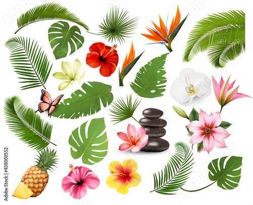 Big collection of exotic and tropical leaves and plant, flowers and fruit. Vector