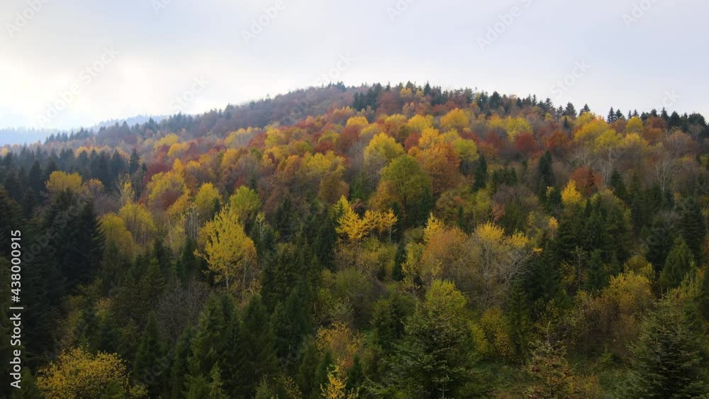 View from above of dense pine forest with canopies of green spruce trees and colorful lush canopies in autumn mountains.