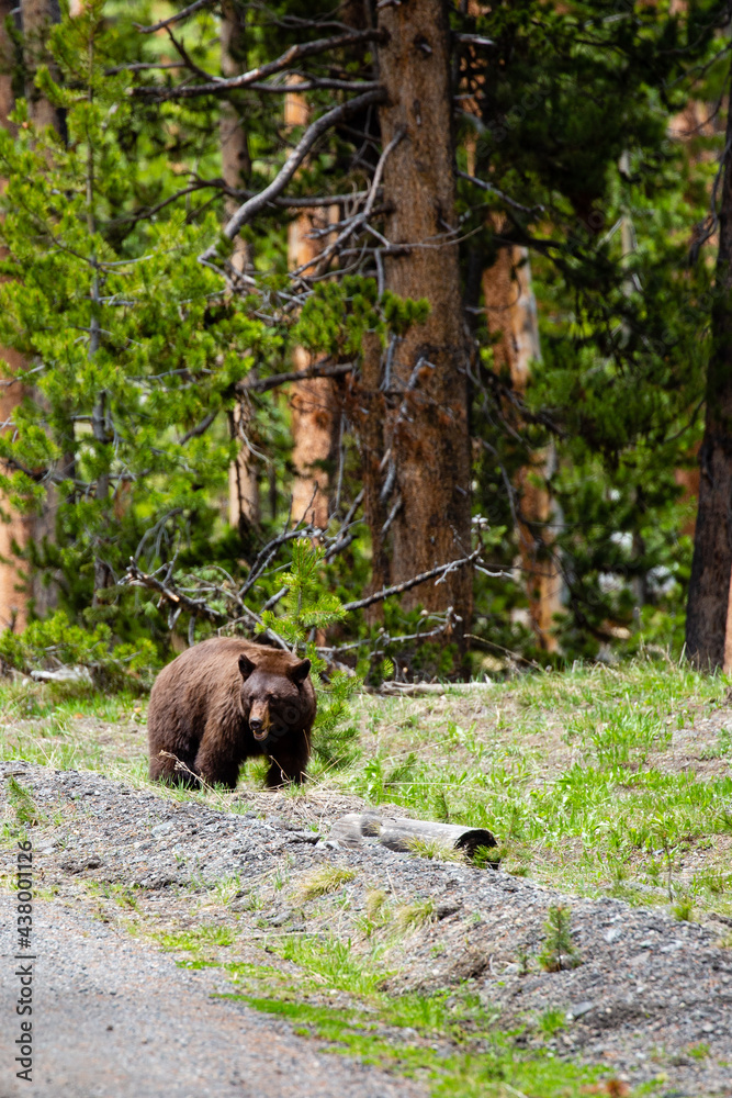 Large female cinnamon phase black bear (Ursus americanus) searches for food in Yellowstone National Park in late May Large female cinnamon phase black bear (Ursus americanus) searches for food in Yellowstone National Park in late May