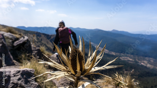 woman hiking behind the rose / mujer caminando tras la rosa de las nieves o rosa de montaña, Parque Nacional Cumbres del Ajusco, México.