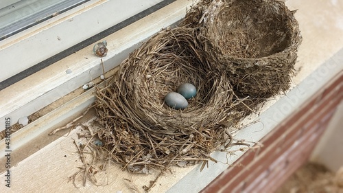 bird nest on the nest