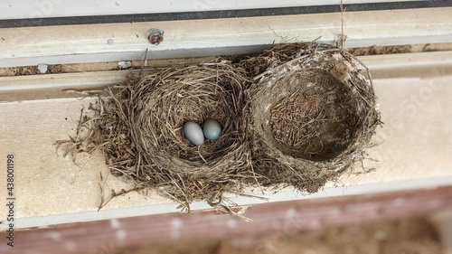 bird nest with eggs
