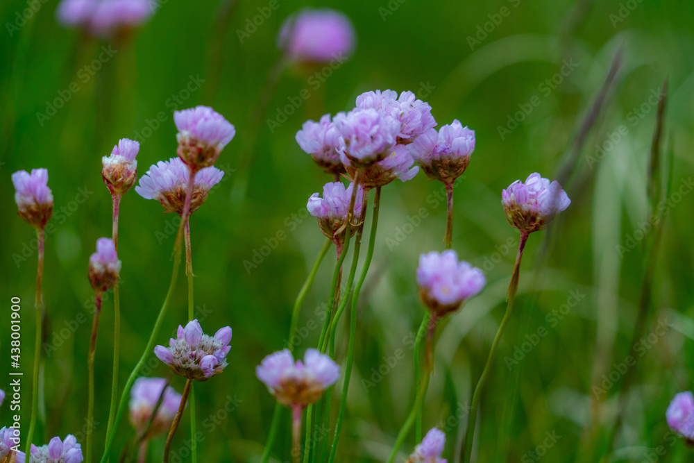Grasnelken, Sylt, Nordsee, Küste, Blumen Grasnelken, Sylt, Nordsee, Küste, Blumen