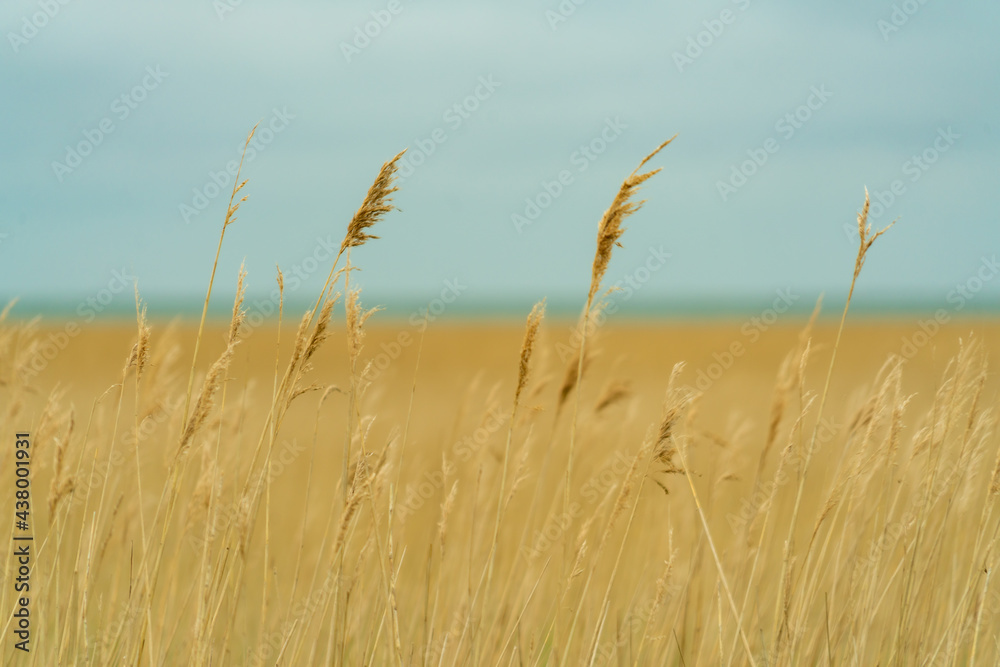 Fototapeta premium Schilf, Wattenmeer, Sylt, Braderuper Heide, Schleswig Holstein