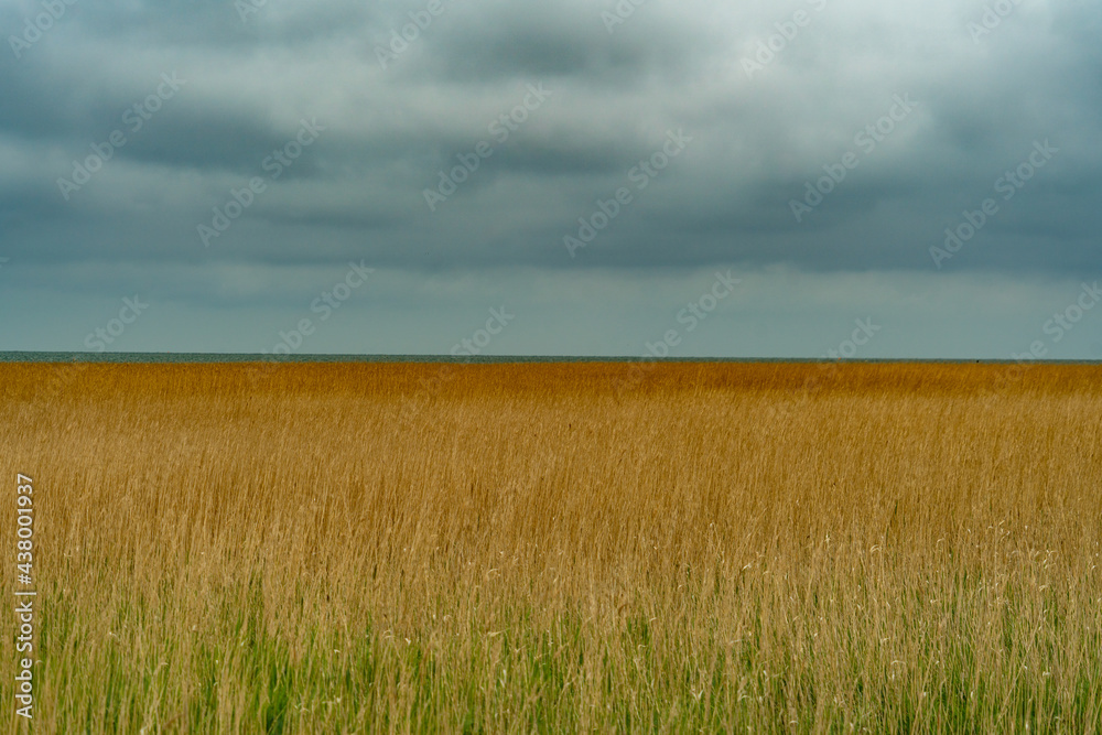 Schilf, Wattenmeer, Sylt, Braderuper Heide, Schleswig Holstein