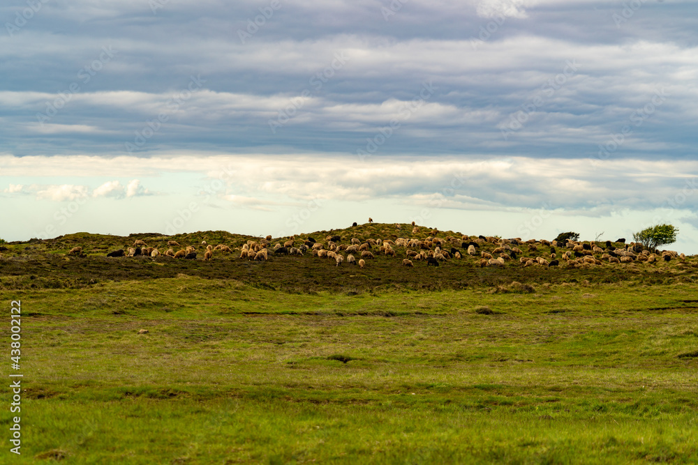 Fototapeta premium Schafe, Schafherde, Sylt, Hügel, Schafweide, Nordsee, Schleswig Holstein