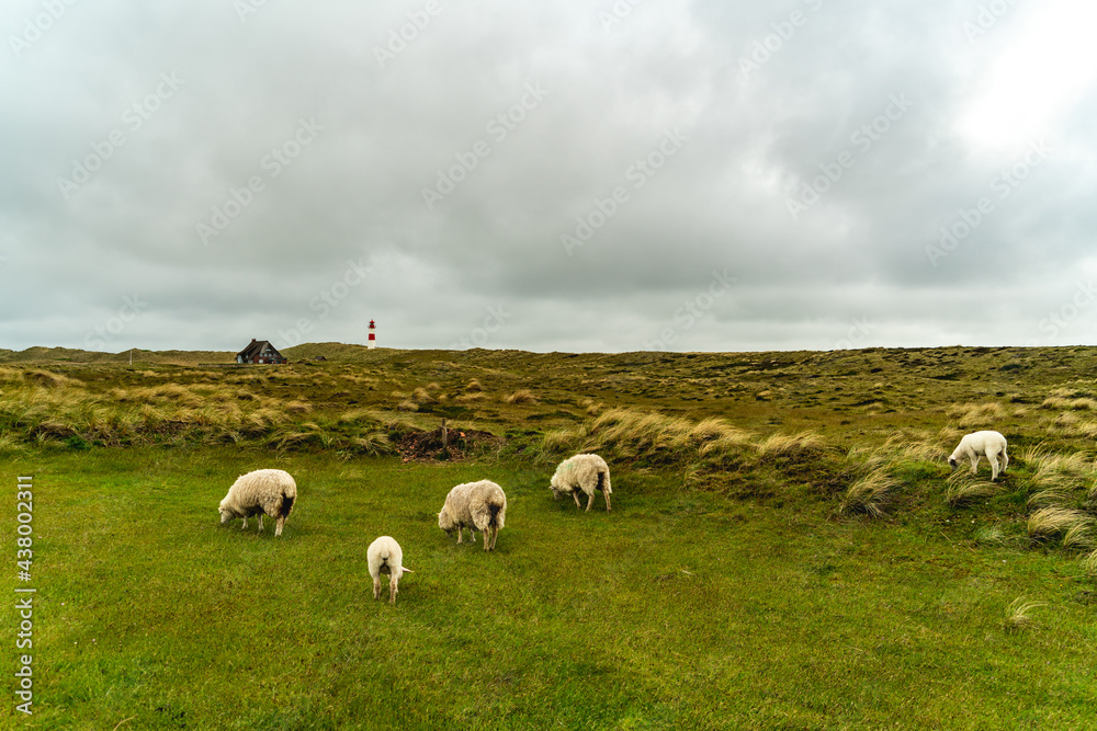 Obraz premium Leuchtturm, Schafe, Landschaft, Sylt, Nordsee, Nordfriesland