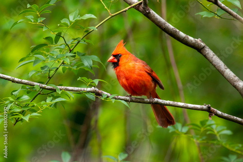 Curious Cardinal Perched on a Small Branch