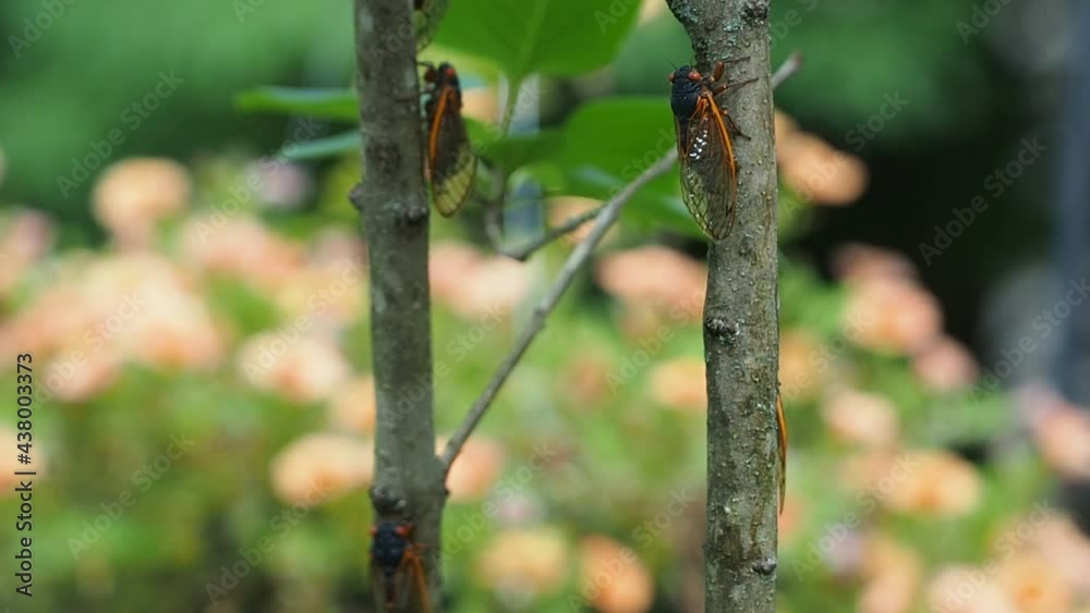 brood X cicadas on lilac plant brood X cicadas on lilac plant