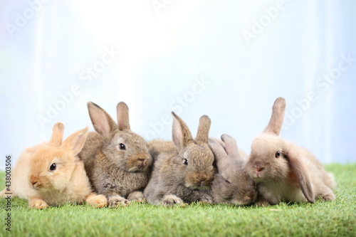 Adorable young rabbits family in group on green grass. Lovely bunnies with white curtain as background.