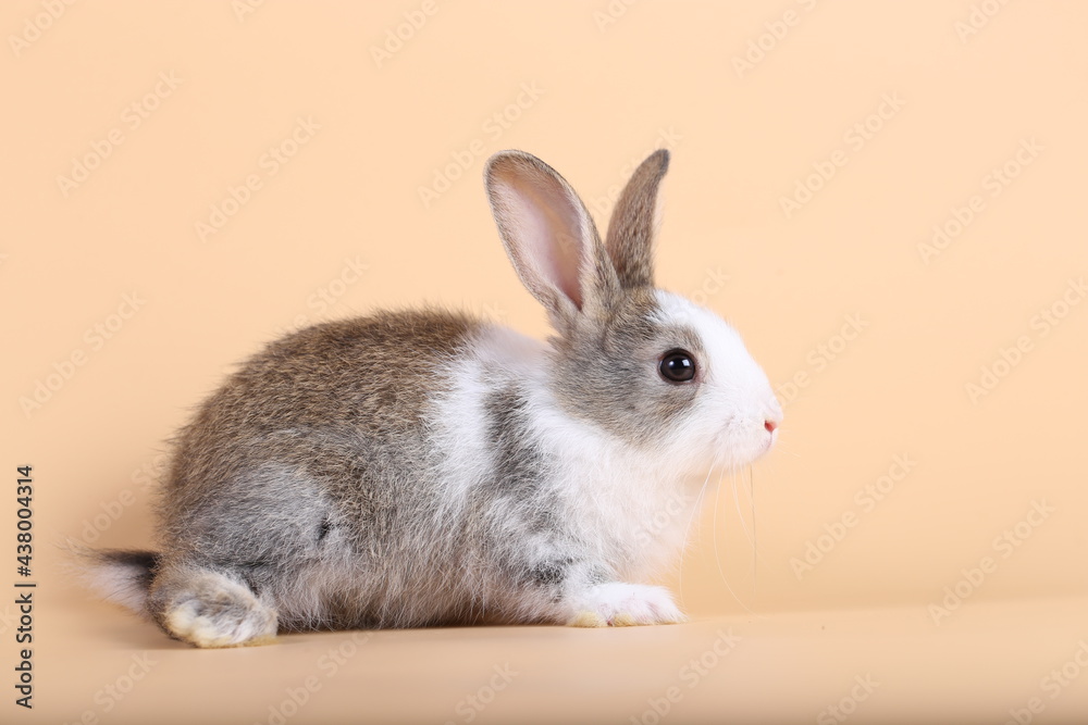 Adorable little baby rabbit on light orange background. Young cute baby bunny sit lively. Fluffy pet in studio.