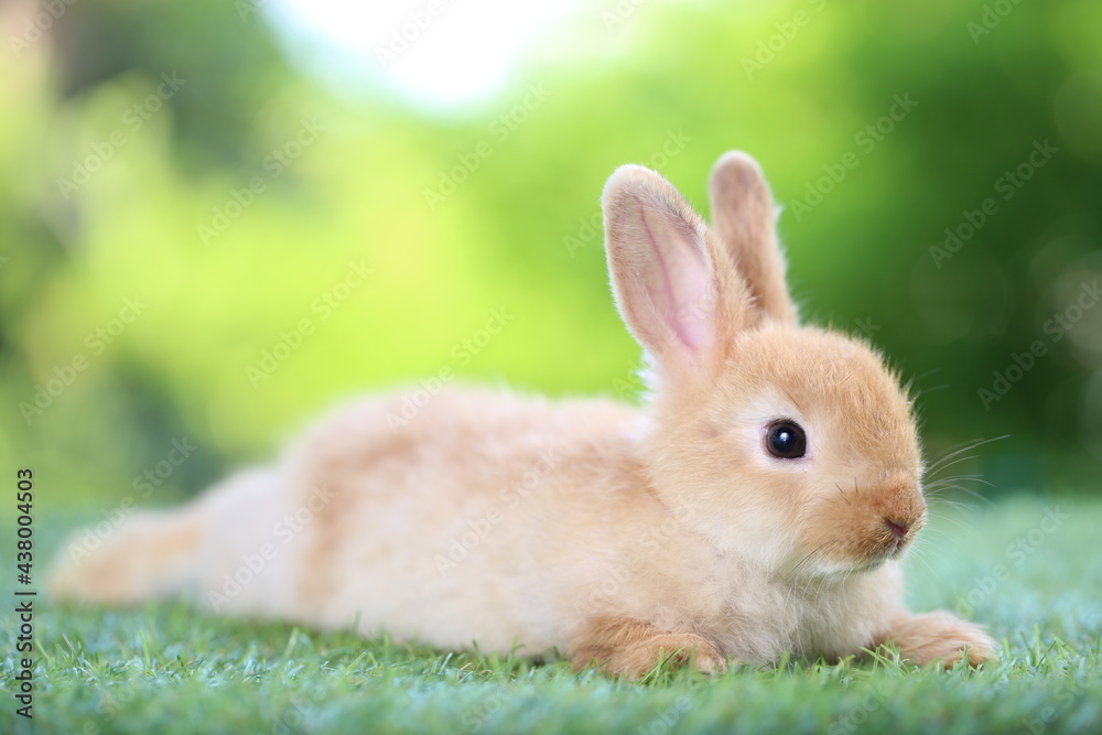 Cute litte rabbit on green grass with natural bokeh as background. Young adorable bunny playing in garden. Cute litte rabbit on green grass with natural bokeh as background. Young adorable bunny playing in garden.