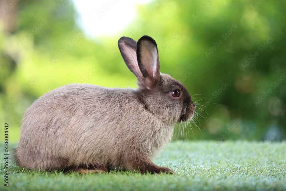 Fototapeta premium Cute litte rabbit on green grass with natural bokeh as background. Young adorable bunny playing in garden.