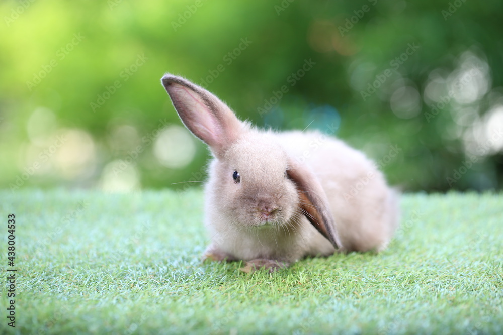 Cute litte rabbit on green grass with natural bokeh as background. Young adorable bunny playing in garden. Cute litte rabbit on green grass with natural bokeh as background. Young adorable bunny playing in garden.