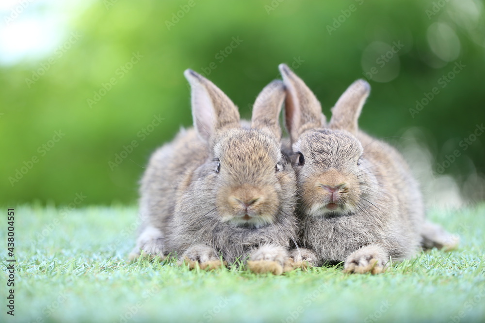 Cute litte rabbit on green grass with natural bokeh as background. Young adorable bunny playing in garden. Cute litte rabbit on green grass with natural bokeh as background. Young adorable bunny playing in garden.