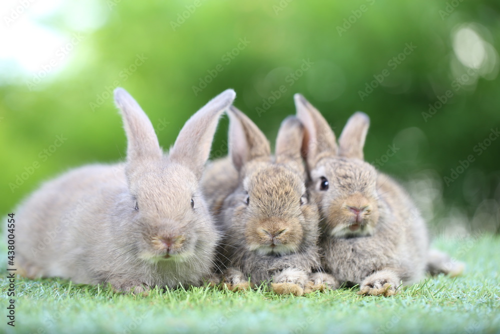 Fototapeta premium Cute litte rabbit on green grass with natural bokeh as background. Young adorable bunny playing in garden.