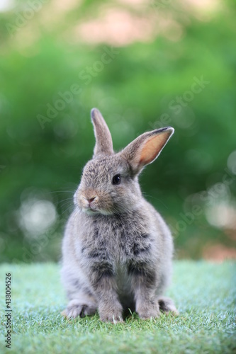 Cute litte rabbit on green grass with natural bokeh as background. Young adorable bunny playing in garden.