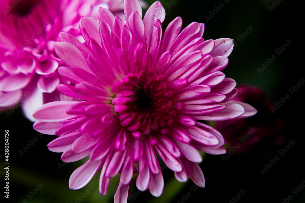 Flower Flower