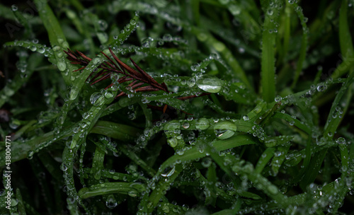 Hojas y pétalos con gotas de lluvia