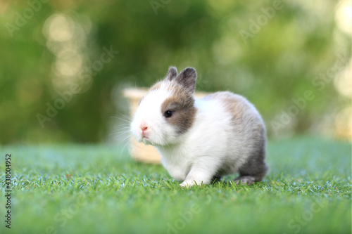 Baby cute and adorable rabbit sitting on green grass. Small and young bunny  is a lovely furry pet.  Easter concept on yellow background, egg and grass with bokeh as nature background