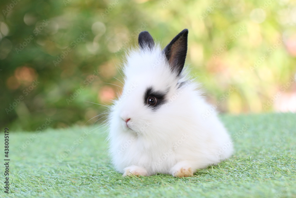 Cute litte rabbit on green grass with natural bokeh as background. Young adorable bunny playing in garden. Cute litte rabbit on green grass with natural bokeh as background. Young adorable bunny playing in garden.