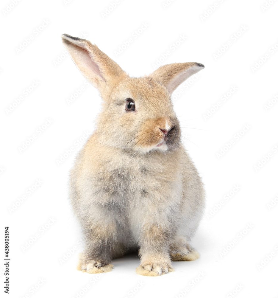Obraz premium Young adorable bunny sits on white background. Cute baby rabbit for Easter and new born celebretion. 2 months pet