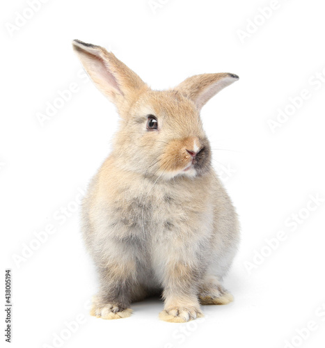 Young adorable bunny sits on white background. Cute baby rabbit for Easter and new born celebretion. 2 months pet