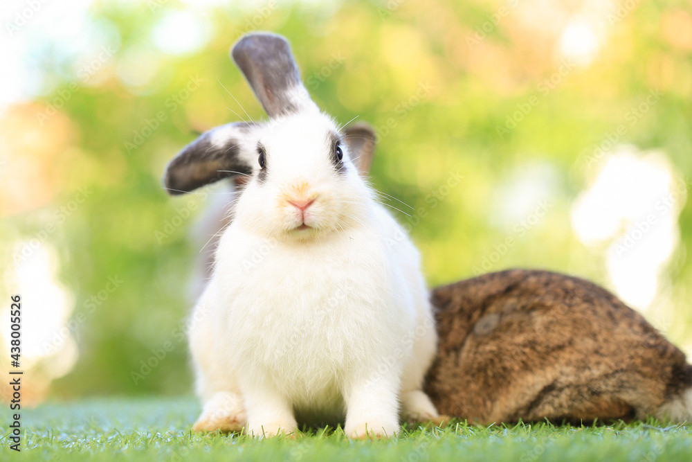 Adult rabbit sits on green graas in nature bokeh as background. Lovely mature bunny wears flower wreath on its head. Cute pet photo. Adult rabbit sits on green graas in nature bokeh as background. Lovely mature bunny wears flower wreath on its head. Cute pet photo.