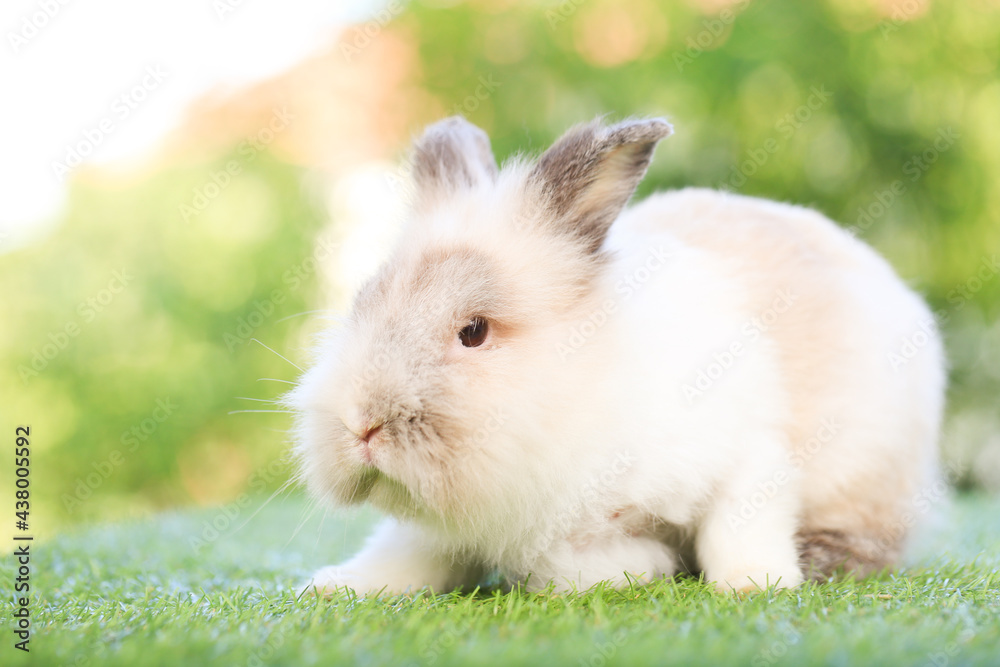 Adult rabbit sits on green graas in nature bokeh as background. Lovely mature bunny wears flower wreath on its head. Cute pet photo. Adult rabbit sits on green graas in nature bokeh as background. Lovely mature bunny wears flower wreath on its head. Cute pet photo.