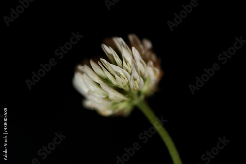 Wild white flower blossom close up botanical background trifolium nigrescens family leguminosae high quality big size print