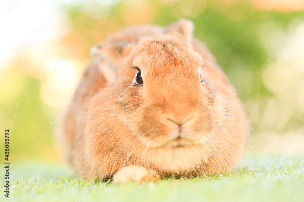 Adult rabbit sits on green graas in nature bokeh as background. Lovely mature bunny wears flower wreath on its head. Cute pet photo. Adult rabbit sits on green graas in nature bokeh as background. Lovely mature bunny wears flower wreath on its head. Cute pet photo.