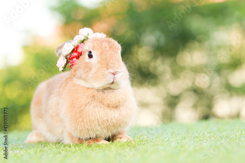 Adult rabbit sits on green graas in nature bokeh as background. Lovely mature bunny wears flower wreath on its head. Cute pet photo.