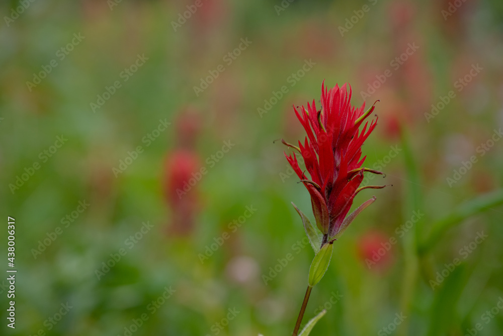 Single Red Paintbrush Blossom in Alpine Meadow Single Red Paintbrush Blossom in Alpine Meadow