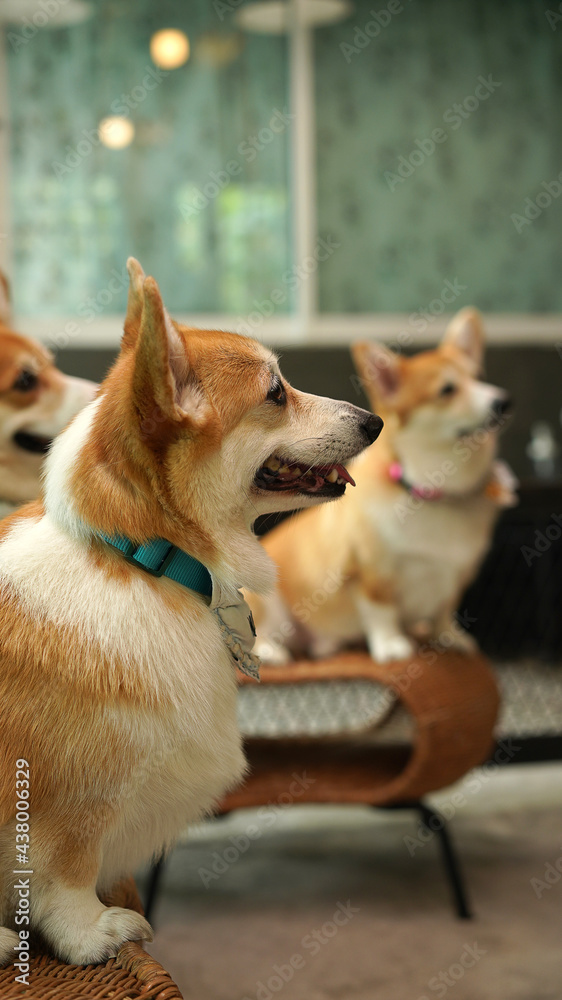 Corgi in modern house. Pembroke Welsh Corgi, originated in Pembrokeshire, Wales. Welsh Corgi or Cardigan Welsh Corgi descend from northern spitz-type dogs. Corgi in modern house. Pembroke Welsh Corgi, originated in Pembrokeshire, Wales. Welsh Corgi or Cardigan Welsh Corgi descend from northern spitz-type dogs.