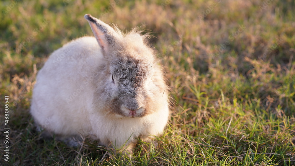 Rabbit in yellowish grass field in nature. Bunny play lively in forest in sunset safely. Golden warm light of morning or evening as life begin in Easter day. Rabbit in yellowish grass field in nature. Bunny play lively in forest in sunset safely. Golden warm light of morning or evening as life begin in Easter day.