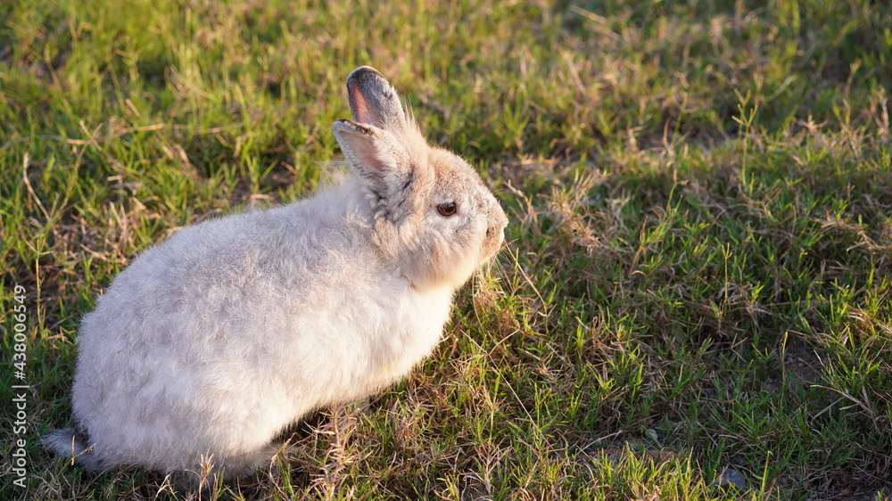 Fototapeta premium Rabbit in grass field in nautre. Bunny play lively in forest in sunset safely.