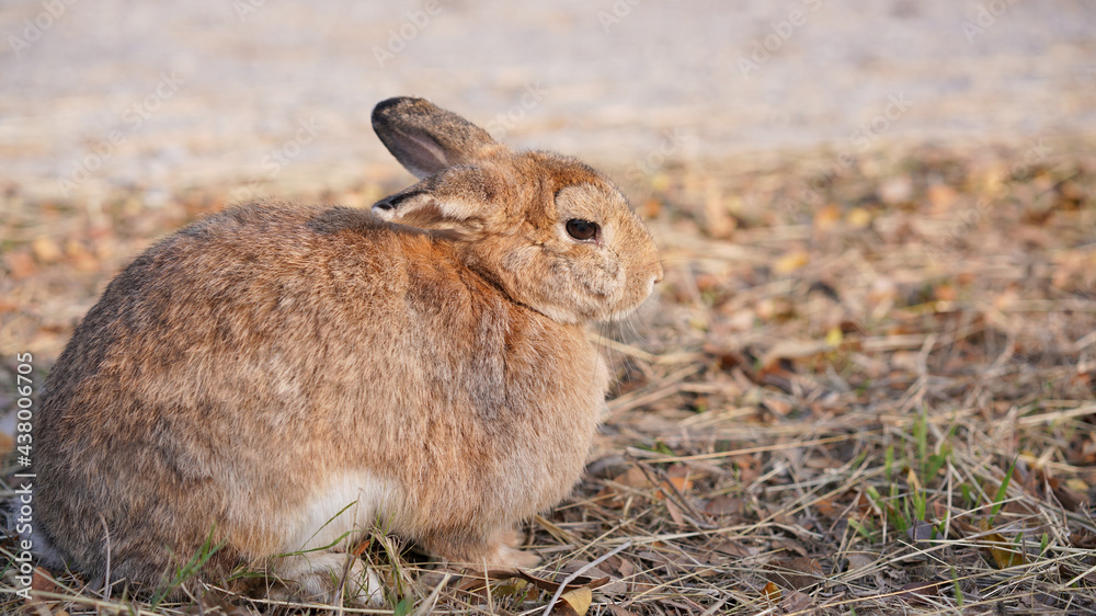 Fototapeta premium Rabbit in grass field in nautre. Bunny plaay lively in forest in sunset safely.