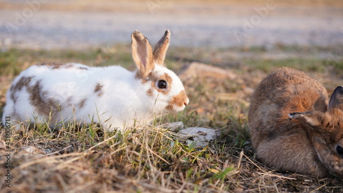 Rabbit in grass field in nautre. Bunny plaay lively in forest in sunset safely. photo