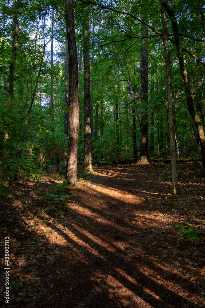 Obraz premium Sun Breaking Through On Forest Trail