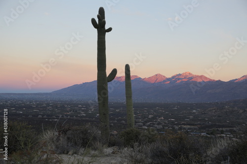 Saguaro at Dawn 3