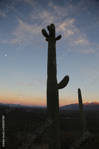 Saguaro at Dawn 2
