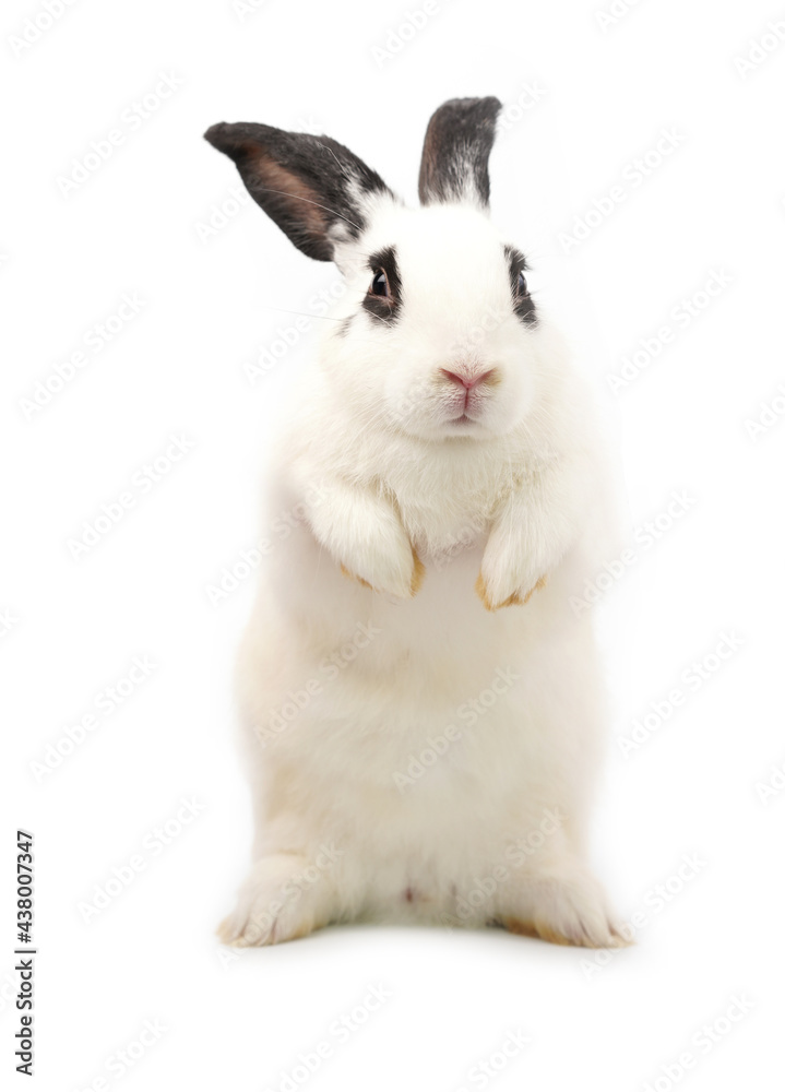 Rabbit stands on white background. Little cute bunny balances itself on two back leg.
