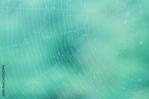蜘蛛の巣と水滴