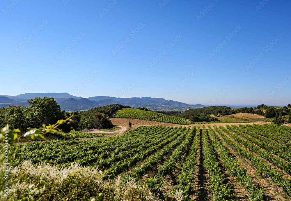 Rows and rows of grape vines, a vineyard; at a winery in Provence, France, with blue sky and mountains in the background. 