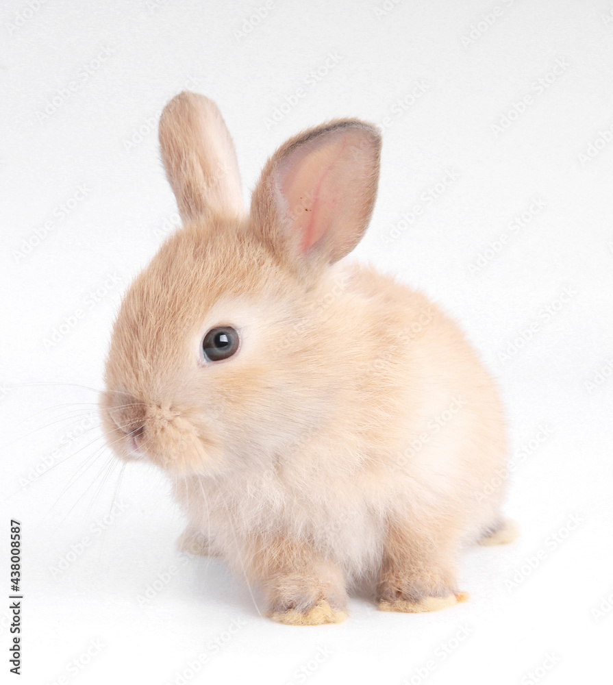 Baby adorable rabbit on white background. Young cute bunny in many action and color. Lovely pet with fluffy hair. Easter brown little baby rabbit.