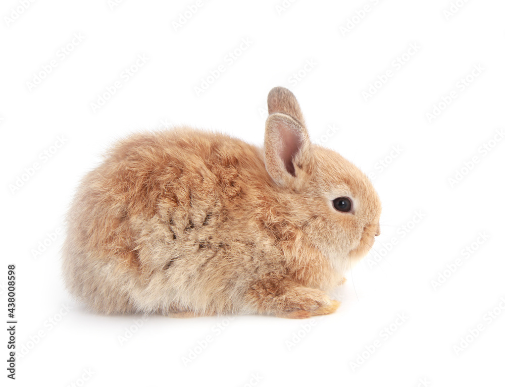 Obraz premium Baby adorable rabbit on white background. Young cute bunny in many action and color. Lovely pet with fluffy hair. Easter brown little baby rabbit.