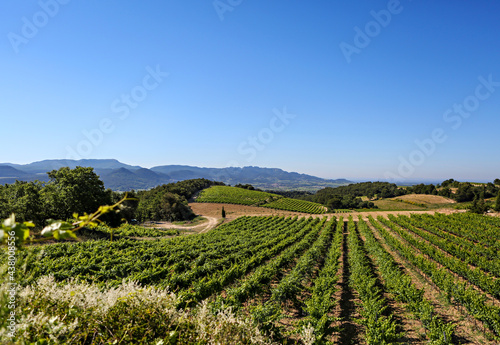Rows and rows of grape vines  a vineyard  at a winery in Provence  France  with blue sky and mountains in the background. 