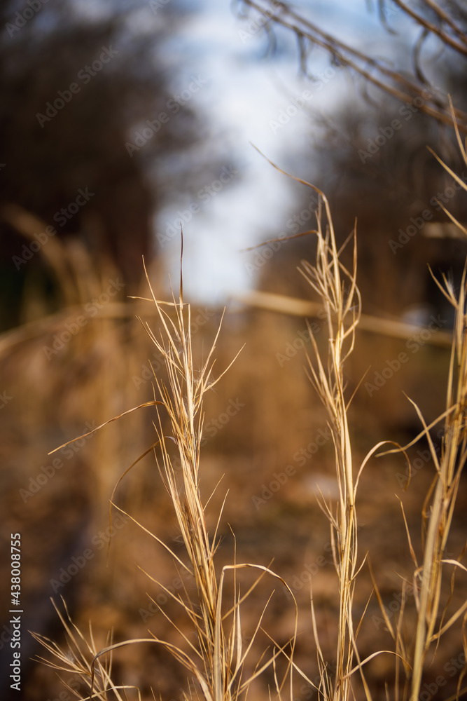 Fototapeta premium grass in the morning