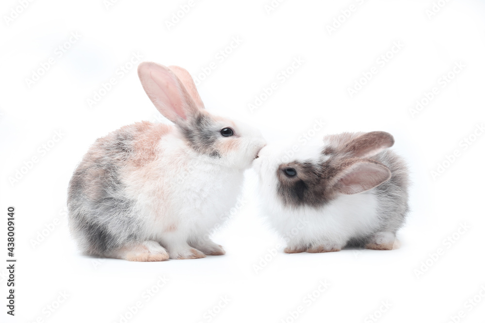 Young adorable bunny stand on white background. Cute baby rabbit for Easter and new born celebretion. Rabbit kissing Young adorable bunny stand on white background. Cute baby rabbit for Easter and new born celebretion. Rabbit kissing