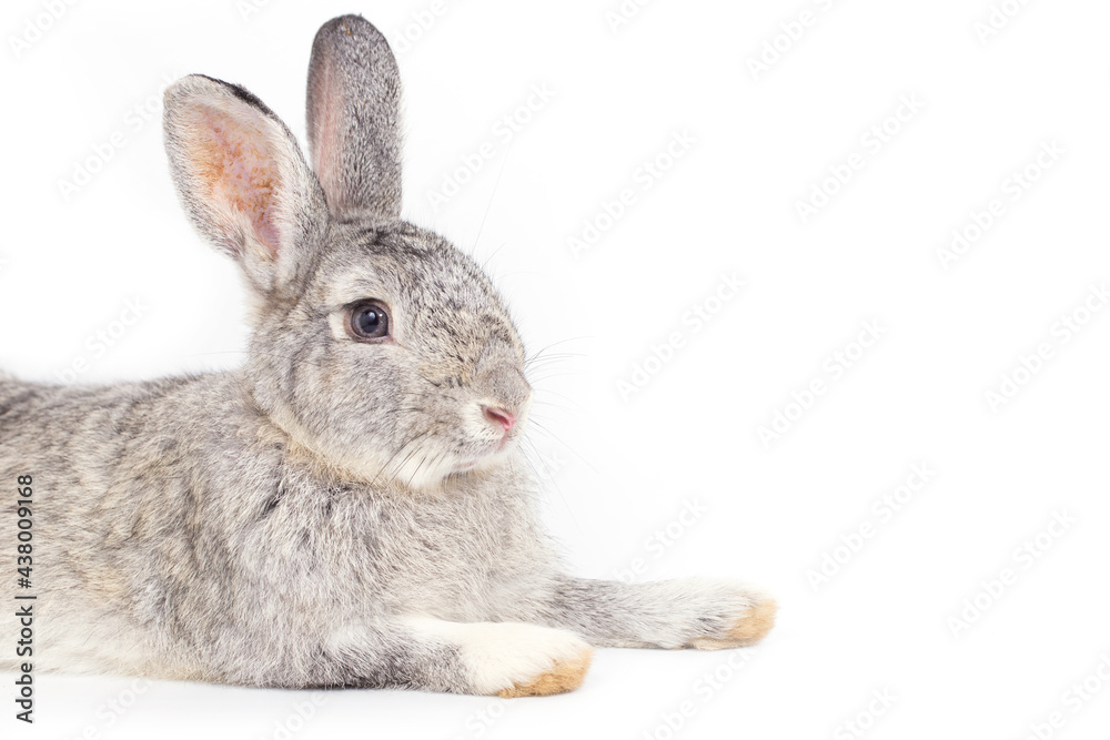 Obraz premium Grey rabbit on white background